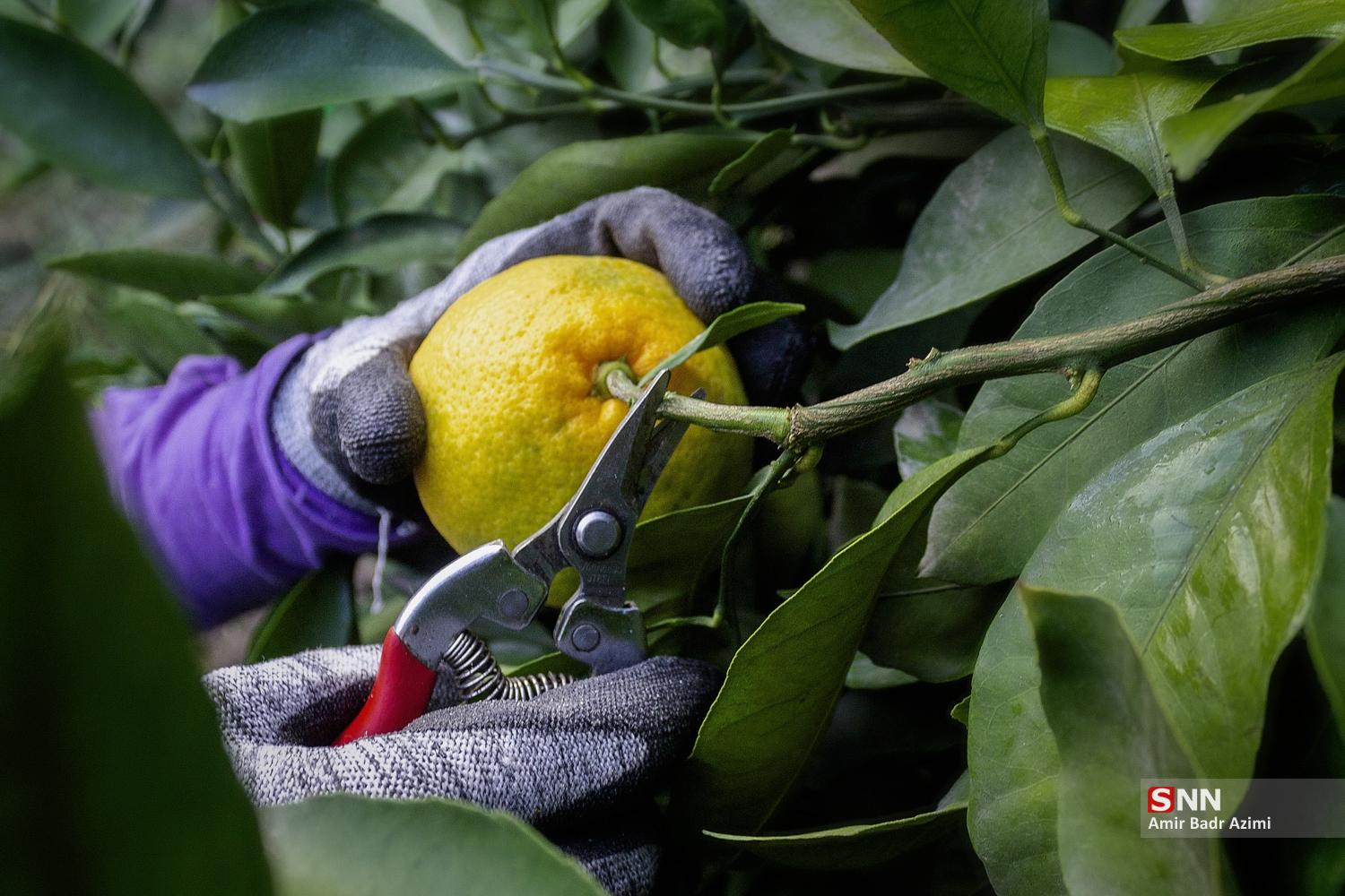 برداشت نارنگی از باغات هاشم‌آباد گرگان
