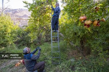برداشت انار از باغ‌های یزد