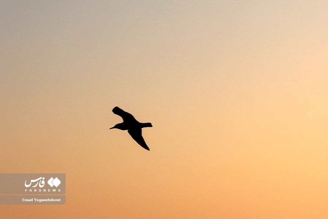 غروب ساحل خواجه عطای بندرعباس