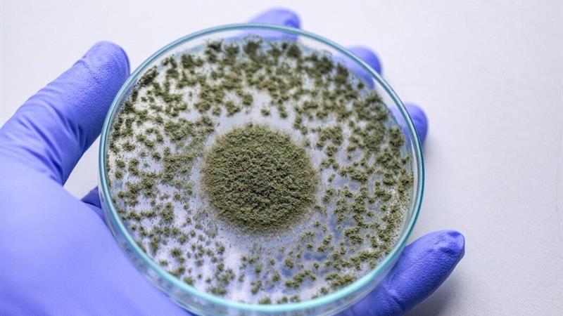 خودکفایی در تولید افزودنیهای خوراکی؛ توکسینبایندر ایرانی سلامت دام را تضمین میکند