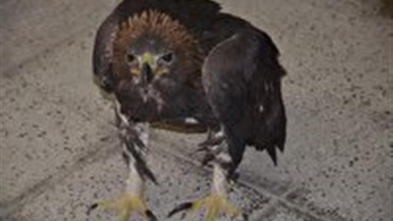 کشف شاهین یک میلیارد تومانی در دامغان