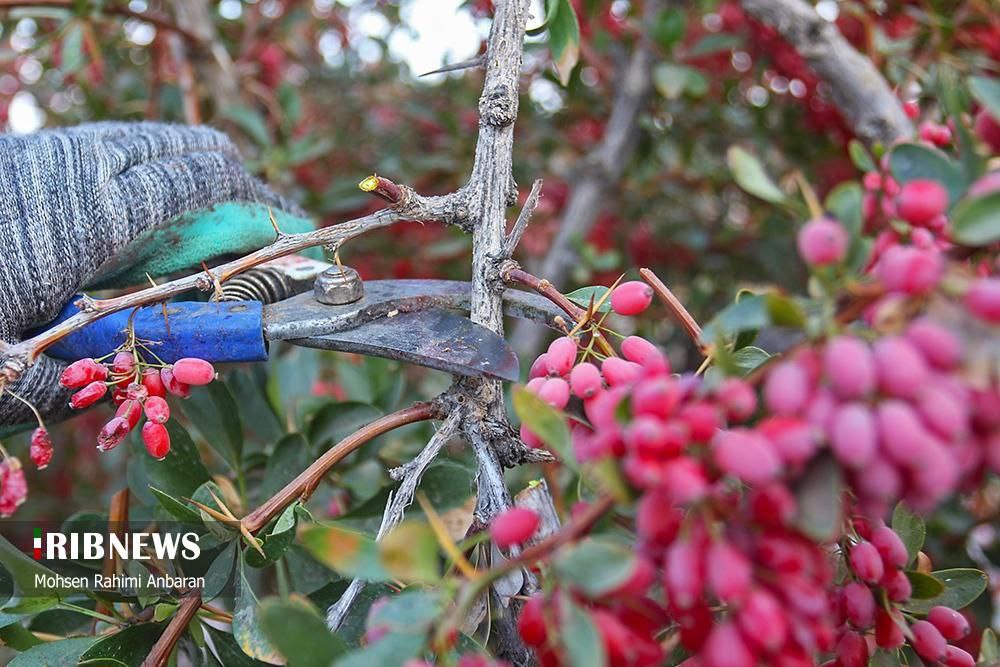 برداشت زرشک در استان خراسان جنوبی