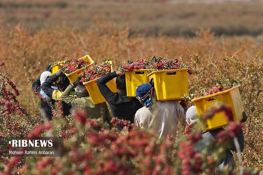 برداشت زرشک در استان خراسان جنوبی