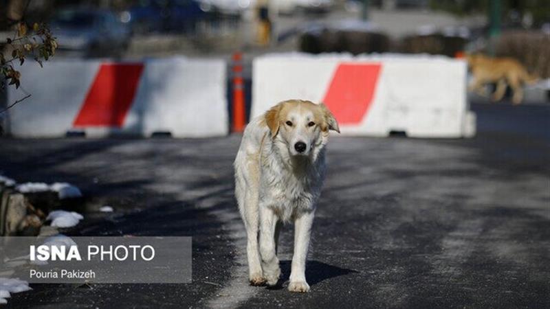 عضو شورای شهر کرج: به قراردادهای صوری نگهداری سگهای بلاصاحب پایان داده شود