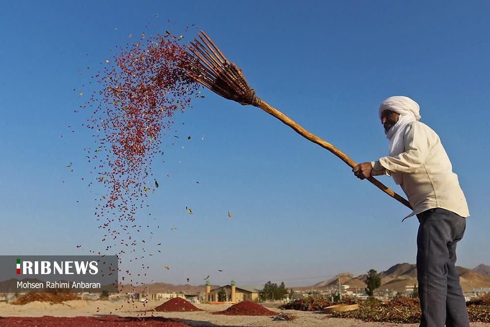 برداشت زرشک در استان خراسان جنوبی