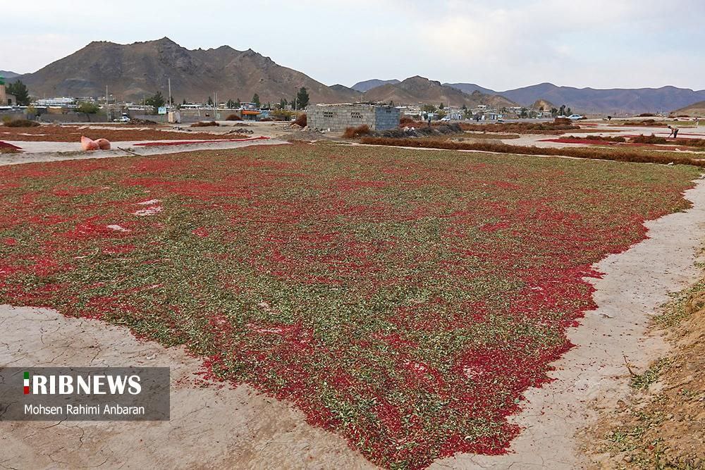 برداشت زرشک در استان خراسان جنوبی