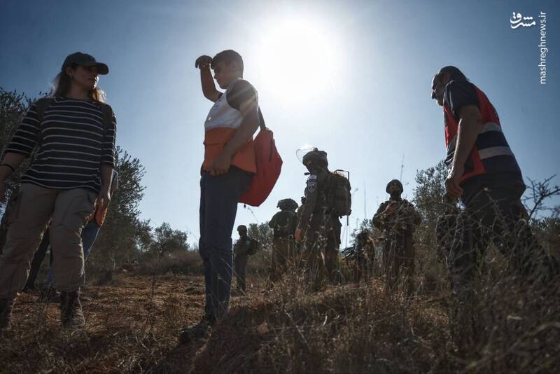 برداشت زیتون همزمان با یورش صهیونیست‌ها به جنوب نابلس