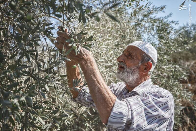 برداشت زیتون همزمان با یورش صهیونیست‌ها به جنوب نابلس