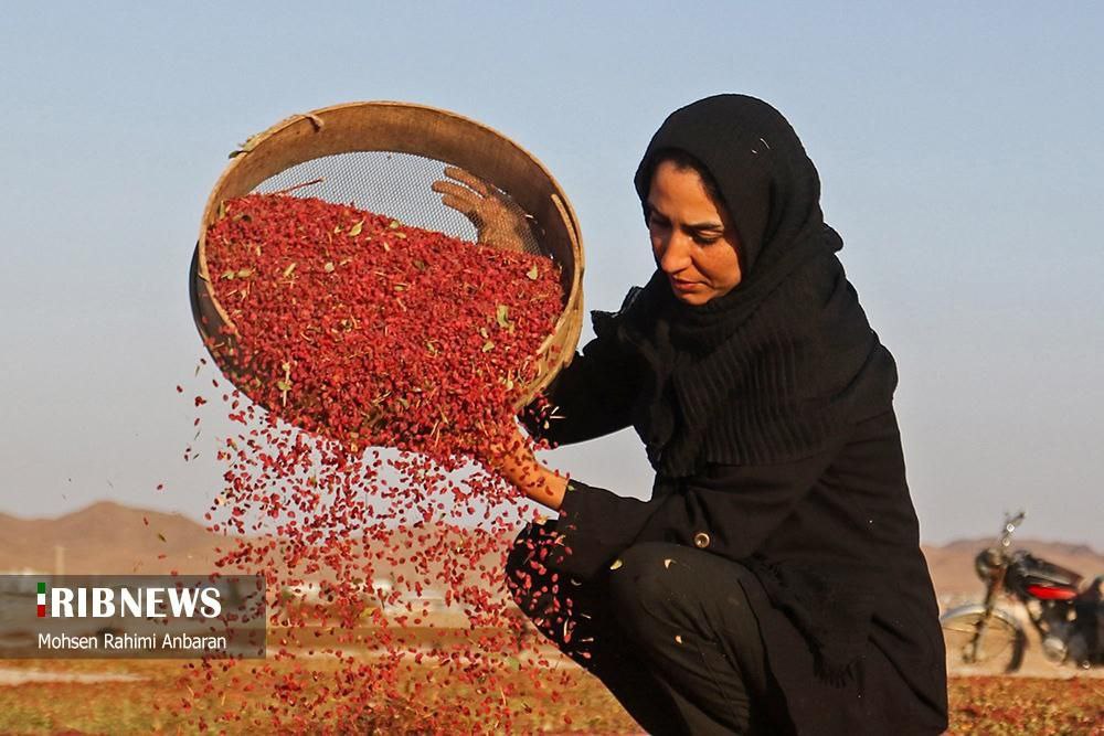 برداشت زرشک در استان خراسان جنوبی