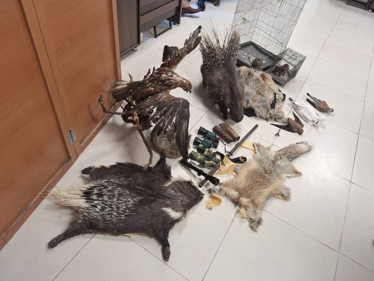 دستگیری بزرگ‌ترین متخلف حیات‌ وحش در اقبالیه قزوین