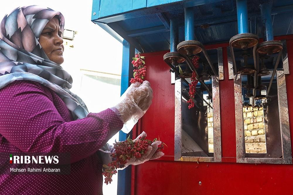 برداشت زرشک در استان خراسان جنوبی