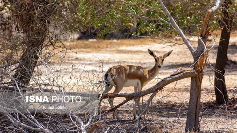 تداوم پدیده هجوم حیاتوحش گرسنه به روستاهای حاشیه ذخیرهگاه زیستکره توران