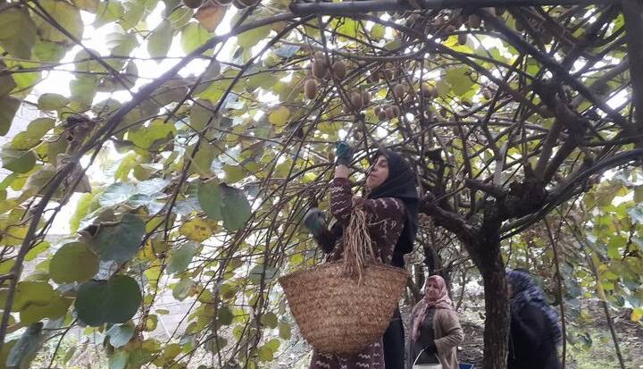 سرپرست جهاد کشاورزی: ۱۳ هزار تن مرکبات و کیوی مازندران روانه بازارهای جهانی شد