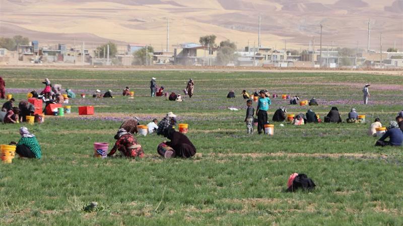 سطح زیرکشت زعفران در کردستان به ۱۰۰ هکتار رسید