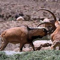 آغاز شروع سرمستی قوچ‌های خراسان شمالی و کمین شکارچیان فرصت‌طلب