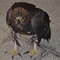 کشف شاهین یک میلیارد تومانی در دامغان