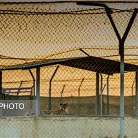 قرنطینه سایت تکثیر یوزپلنگ در اسارت