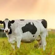 ضرب المثل/ کار از محکم کاری عیب نمی کند