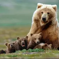 بیدار شدن خرس قهوه ای از خواب زمستانی