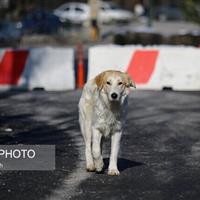 عضو شورای شهر کرج: به قراردادهای صوری نگهداری سگ‌های بلاصاحب پایان داده شود