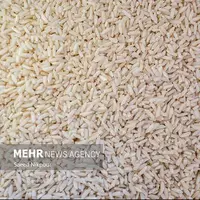 دلالی در بازار برنج پایان ندارد