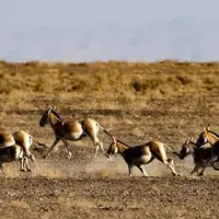 مسیر ۲۰ ساله احیای گورخر ایرانی در پارک ملی کویر
