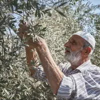 برداشت زیتون همزمان با یورش صهیونیستها به جنوب نابلس