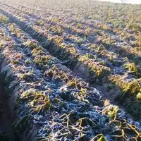 هوای سرد در راه کرمانشاه؛ کشاورزان اقدامات حفاظتی را انجام دهند