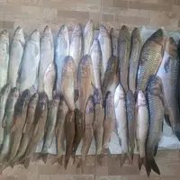 دستگیری متخلفان صید غیرمجاز در سد سلمان فارسی