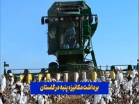 برداشت مکانیزه پنبه در گلستان