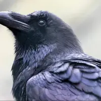 کلاغ با بی‌رحمی یک پرنده را زجرکش کرد