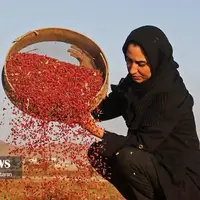 برداشت زرشک در استان خراسان جنوبی