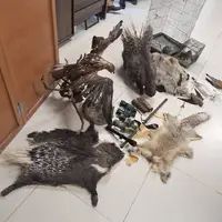 دستگیری بزرگ‌ترین متخلف حیات‌ وحش در اقبالیه قزوین