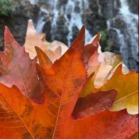 طبیعت پاییزی زشک