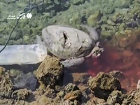 مرگ لاک‌پشت پوزه عقابی در قشم