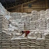 توزیع ۹۵۴ تُن برنج تنظیم‌بازاری در استان قزوین