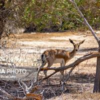 تداوم پدیده هجوم حیات‌وحش گرسنه به روستاهای حاشیه ذخیره‌گاه زیستکره توران