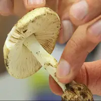هشدار؛ مصرف این قارچ‌ها جانتان را تهدید می‌کند/ علائم مسمومیت