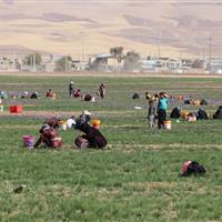 سطح زیرکشت زعفران در کردستان به ۱۰۰ هکتار رسید