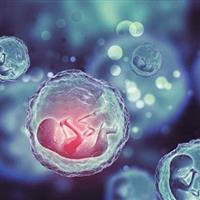 استفاده از سلول‌های بنیادی خون قاعدگی در درمان اختلالات تولید مثل