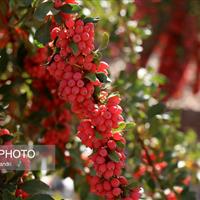 زرشک، گیاه بومی خراسان جنوبی با ظرفیت‌های دارویی و اقتصادی جهانی