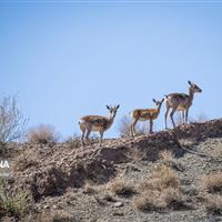 حیات‌وحش در کش و قوس خشکسالی/ فعلا خبری از باران نیست