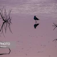 سواحل جنوب سیستان و بلوچستان مقصد ۵۰ نوع پرنده مهاجر