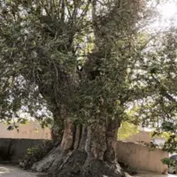 درخت ۵۰۰ ساله روستای احمدآباد گلمکان در انتظار ثبت ملی