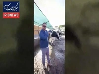 دامپزشکی: روند مهار تب برفکی ادامه دارد