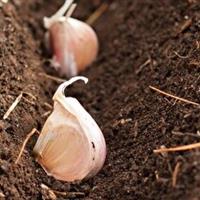 آغاز فصل تازه کشت سیر در ۴۵۰ هکتار از مزارع شهرستان طارم