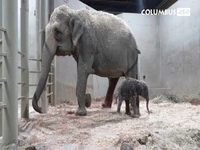 تولد تاریخی دومین بچه فیل آسیایی در باغ‌وحش کلمبوس آمریکا