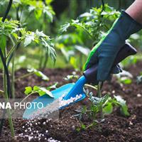 تأمین و توزیع هدفمند بیش از ۳۱ هزار و ۵۰۰ تن کود اوره در زنجان