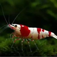 10 گونه از زیباترین میگوهای کشف شده در جهان