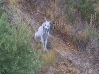 ثبت تصویر نخستین سیاه‌گوش سفید ایبری در جهان